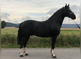 Sang-chaud lourd, Hongre, 3 Ans, 166 cm, Noir