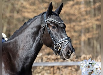 Sang-chaud lourd, Hongre, 3 Ans, 166 cm, Noir