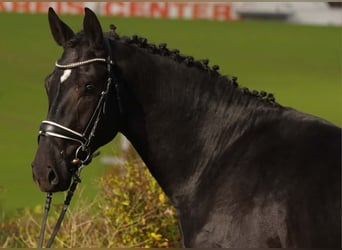 Sang-chaud lourd, Hongre, 3 Ans, 166 cm, Noir