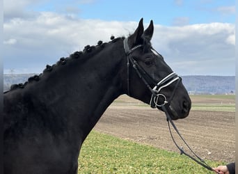 Sang-chaud lourd, Hongre, 3 Ans, 166 cm, Noir