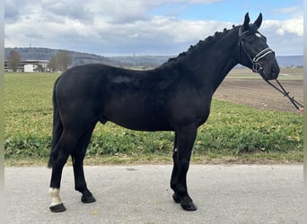 Sang-chaud lourd, Hongre, 3 Ans, 166 cm, Noir