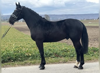Sang-chaud lourd, Hongre, 3 Ans, 166 cm, Noir