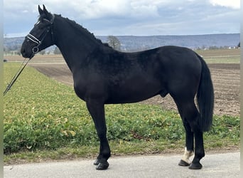 Sang-chaud lourd, Hongre, 3 Ans, 166 cm, Noir