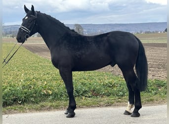 Sang-chaud lourd, Hongre, 3 Ans, 166 cm, Noir