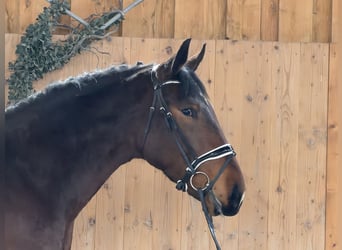 Sang-chaud lourd, Hongre, 3 Ans, 167 cm, Bai