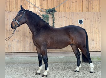 Sang-chaud lourd, Hongre, 3 Ans, 167 cm, Bai