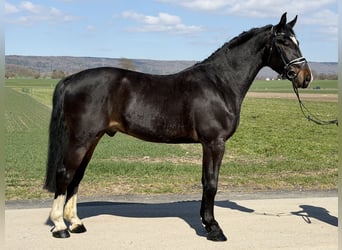 Sang-chaud lourd, Hongre, 3 Ans, 167 cm, Bai brun