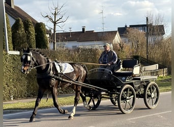 Sang-chaud lourd, Hongre, 3 Ans, 167 cm, Bai brun