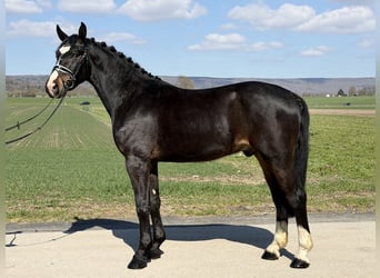 Sang-chaud lourd, Hongre, 3 Ans, 167 cm, Bai brun