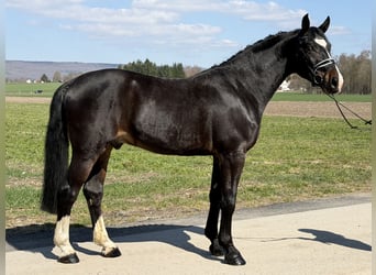 Sang-chaud lourd, Hongre, 3 Ans, 167 cm, Bai brun