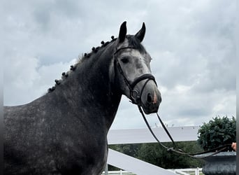 Sang-chaud lourd, Hongre, 3 Ans, 167 cm, Gris pommelé