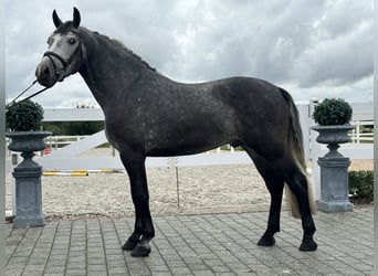 Sang-chaud lourd, Hongre, 3 Ans, 167 cm, Gris pommelé