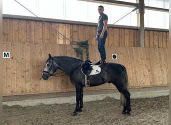 Sang-chaud lourd, Hongre, 3 Ans, 167 cm, Gris pommelé