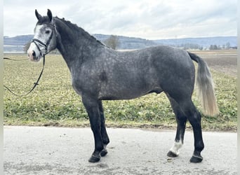 Sang-chaud lourd, Hongre, 3 Ans, 167 cm, Gris pommelé