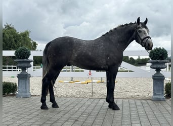 Sang-chaud lourd, Hongre, 3 Ans, 167 cm, Gris pommelé