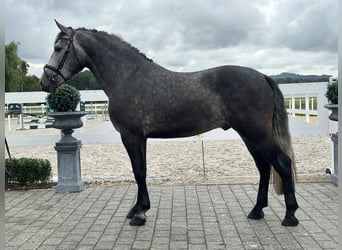 Sang-chaud lourd, Hongre, 3 Ans, 167 cm, Gris pommelé
