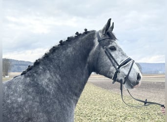 Sang-chaud lourd, Hongre, 3 Ans, 167 cm, Gris pommelé