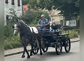 Sang-chaud lourd, Hongre, 3 Ans, 167 cm, Gris pommelé