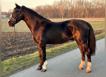 Sang-chaud lourd, Hongre, 3 Ans, 167 cm, Noir