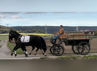 Sang-chaud lourd, Hongre, 3 Ans, 167 cm, Noir