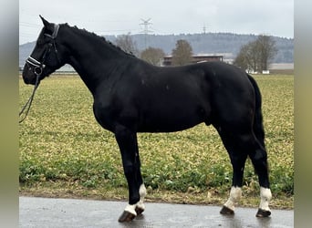 Sang-chaud lourd, Hongre, 3 Ans, 167 cm, Noir