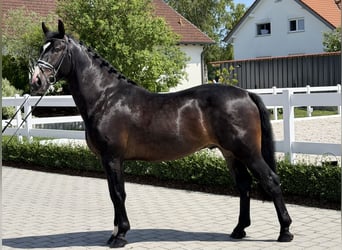Sang-chaud lourd, Hongre, 3 Ans, 168 cm, Bai brun