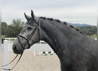 Sang-chaud lourd, Hongre, 3 Ans, 168 cm, Gris