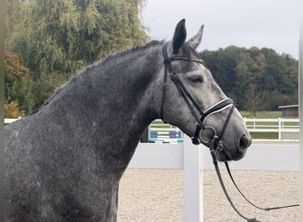 Sang-chaud lourd, Hongre, 3 Ans, 168 cm, Gris