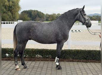 Sang-chaud lourd, Hongre, 3 Ans, 168 cm, Gris