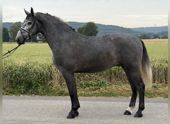 Sang-chaud lourd, Hongre, 3 Ans, 168 cm, Gris pommelé