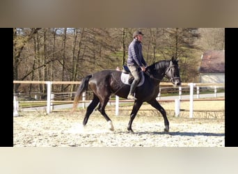 Sang-chaud lourd, Hongre, 3 Ans, 170 cm, Gris noir