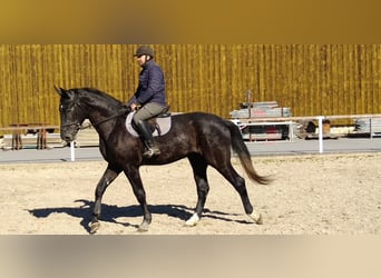 Sang-chaud lourd, Hongre, 3 Ans, 170 cm, Gris noir