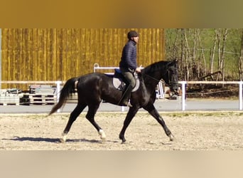 Sang-chaud lourd, Hongre, 3 Ans, 170 cm, Gris noir