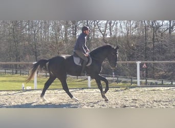 Sang-chaud lourd, Hongre, 3 Ans, 170 cm, Gris noir