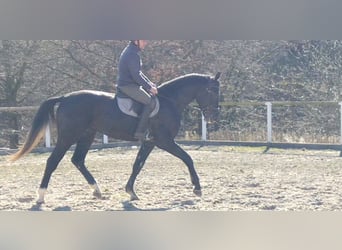 Sang-chaud lourd, Hongre, 3 Ans, 170 cm, Gris noir