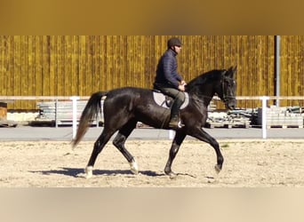 Sang-chaud lourd, Hongre, 3 Ans, 170 cm, Gris noir