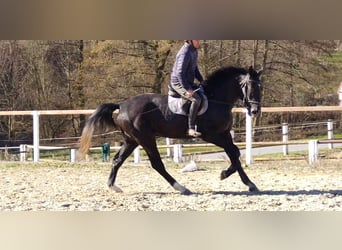 Sang-chaud lourd, Hongre, 3 Ans, 170 cm, Gris noir