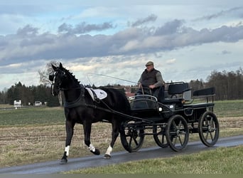 Sang-chaud lourd, Hongre, 3 Ans, 170 cm, Noir