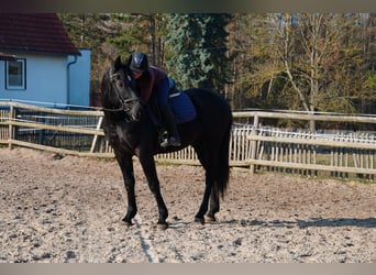 Sang-chaud lourd, Hongre, 3 Ans, 170 cm, Noir