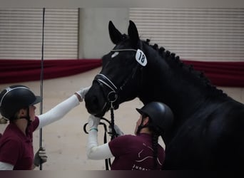 Sang-chaud lourd, Hongre, 3 Ans, 170 cm, Noir