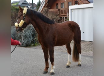 Sang-chaud lourd Croisé, Hongre, 4 Ans, 152 cm, Alezan brûlé