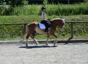 Sang-chaud lourd, Hongre, 4 Ans, 157 cm, Alezan