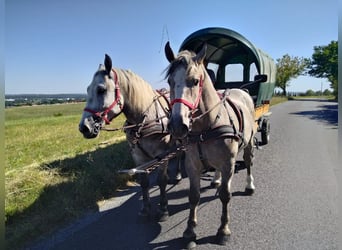 Sang-chaud lourd, Hongre, 4 Ans, 157 cm, Gris