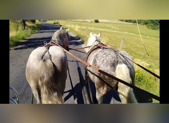 Sang-chaud lourd, Hongre, 4 Ans, 157 cm, Gris