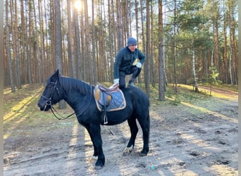 Sang-chaud lourd, Hongre, 4 Ans, 157 cm, Noir