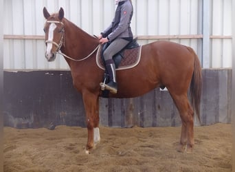 Sang-chaud lourd, Hongre, 4 Ans, 160 cm, Bai