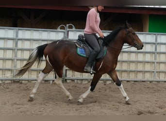 Sang-chaud lourd, Hongre, 4 Ans, 160 cm, Bai