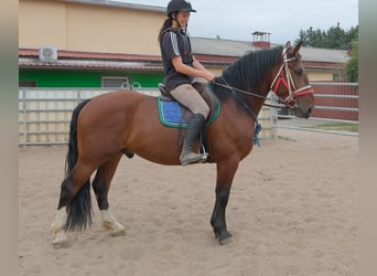 Sang-chaud lourd, Hongre, 4 Ans, 160 cm, Bai