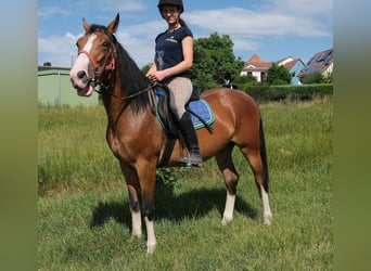 Sang-chaud lourd, Hongre, 4 Ans, 160 cm, Bai