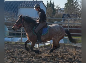 Sang-chaud lourd, Hongre, 4 Ans, 160 cm, Bai